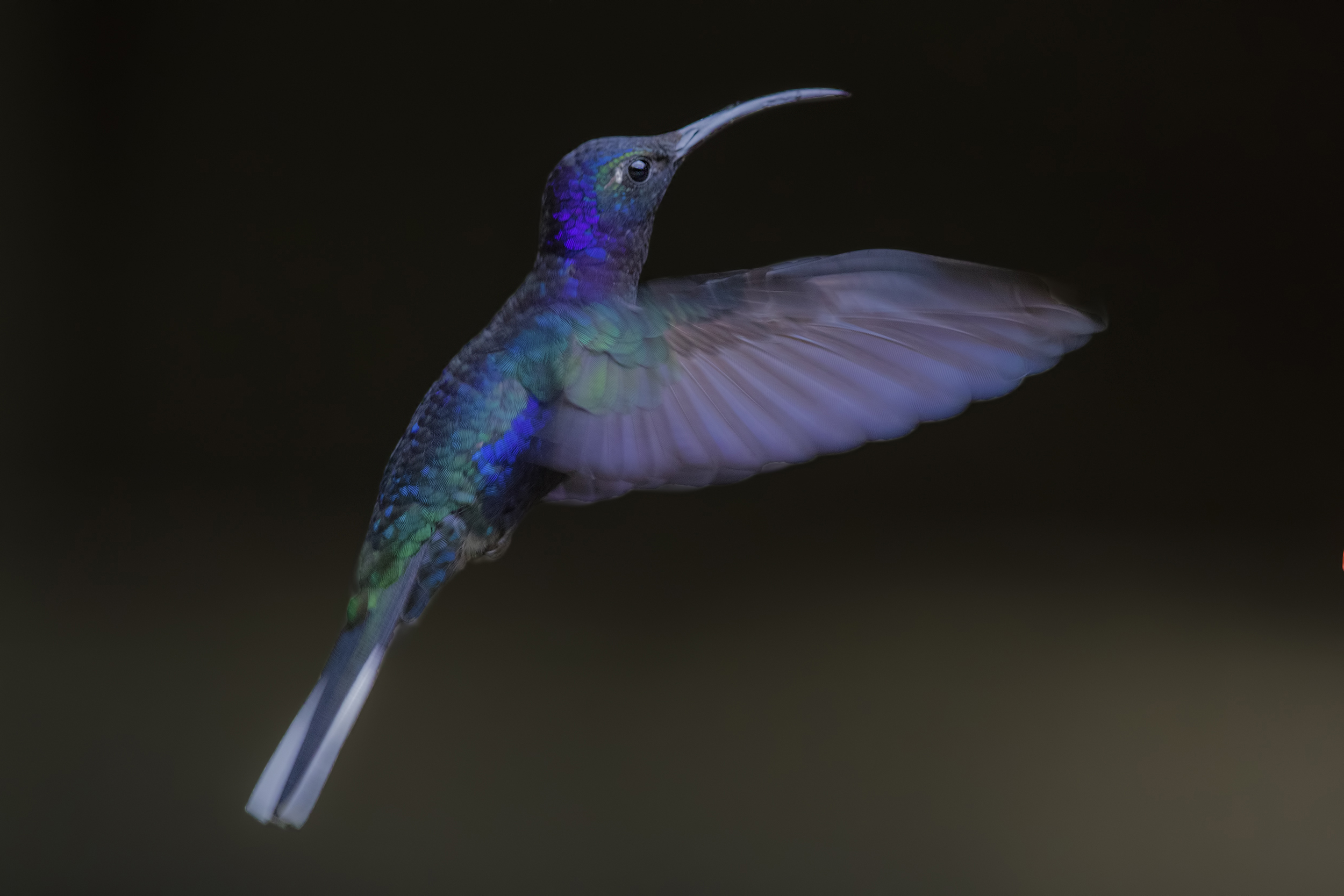 Violet Sabrewing